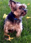 Honored Pet Survivor, Prince "Mickey" Jolley