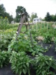 Marion Community Garden in 2012
