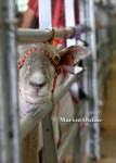 Photo from the 2012 Marion County Fair