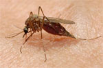 Mosquito