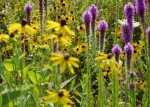 Liatris Prairie Coneflower