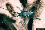 Adult Asian Longhorned Beetle
