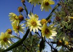 Pale Sunflower