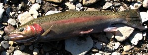 rainbowtrout