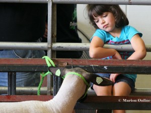 2013 Fair1