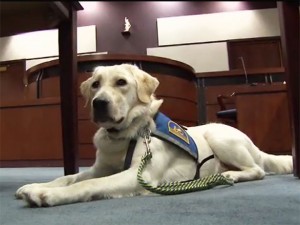 Court Dog