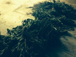 marijuana plants