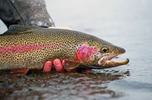 Rainbow Trout