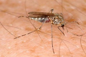 Mosquito
