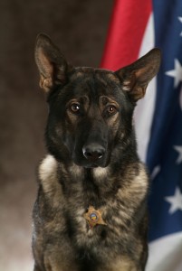 K9 Sig
