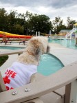 Scarlet keeps watch as a lifeguard.